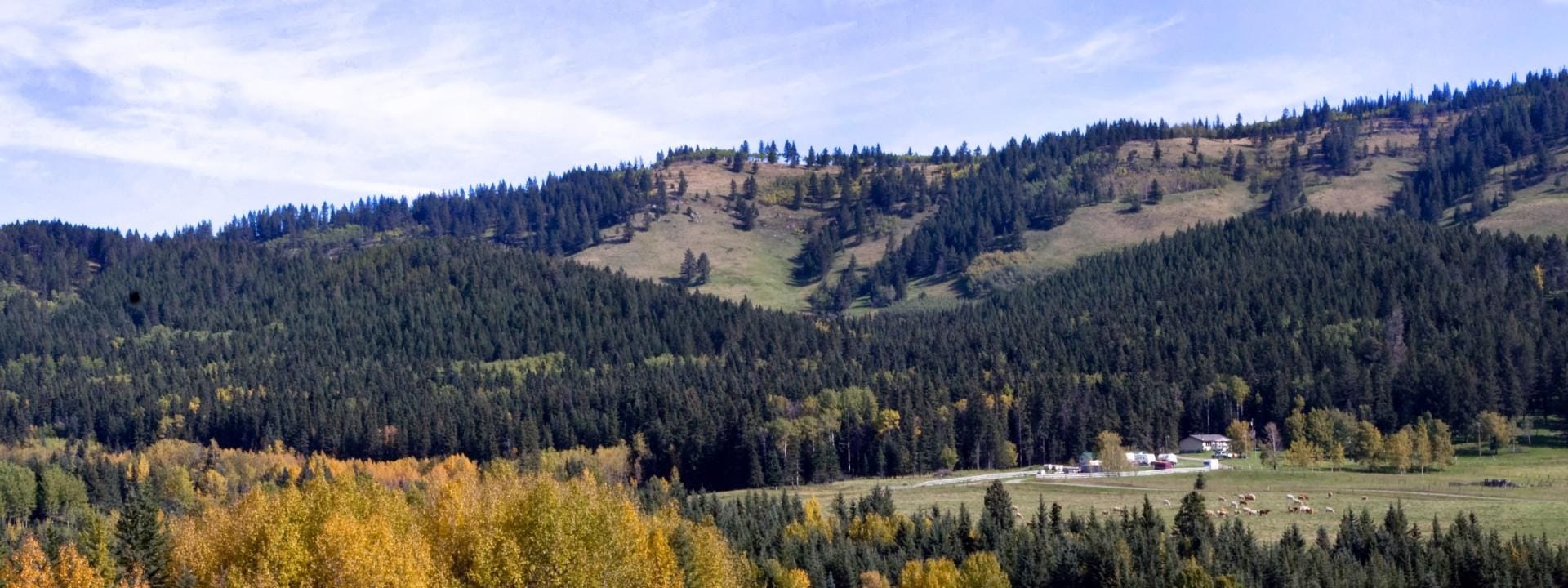 Forest in Alberta Canada