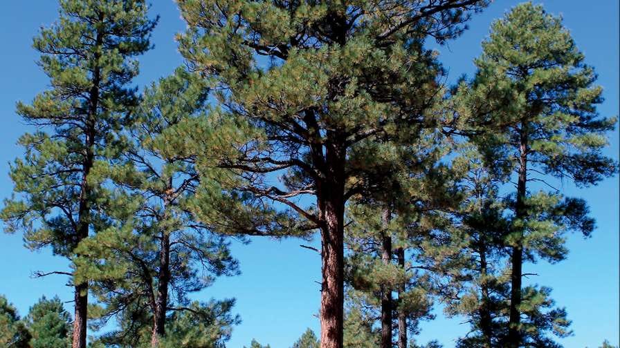 National forests spanning 2.4 million acres